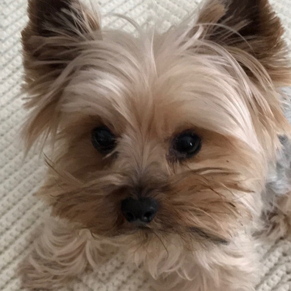 Meet your Posher, Diane